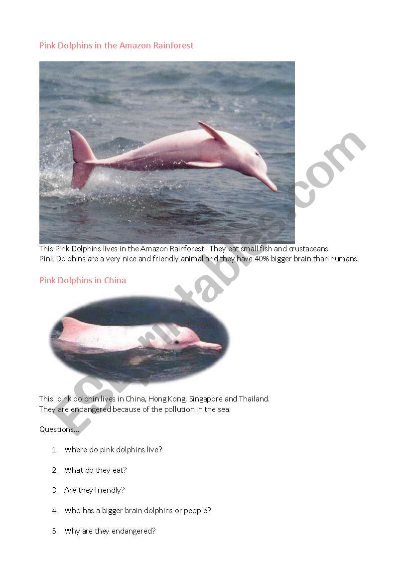 a pink dolphin worksheet