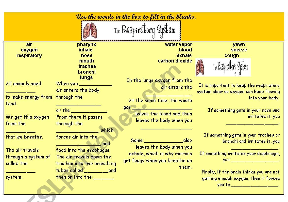 respiratory system worksheet