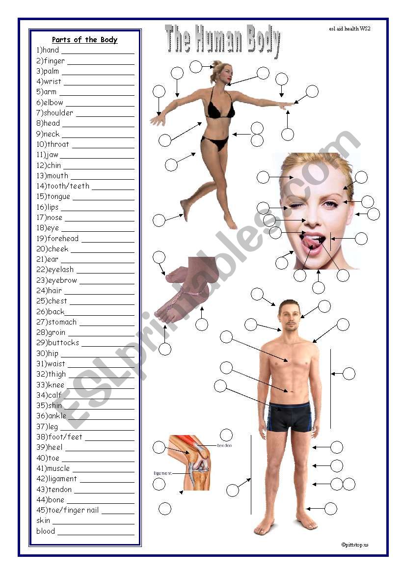 Body Vocabulary worksheet.