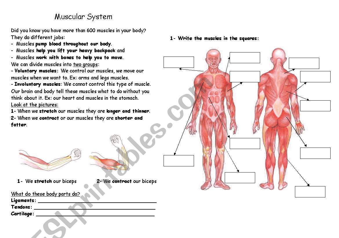 Body Muscles worksheet