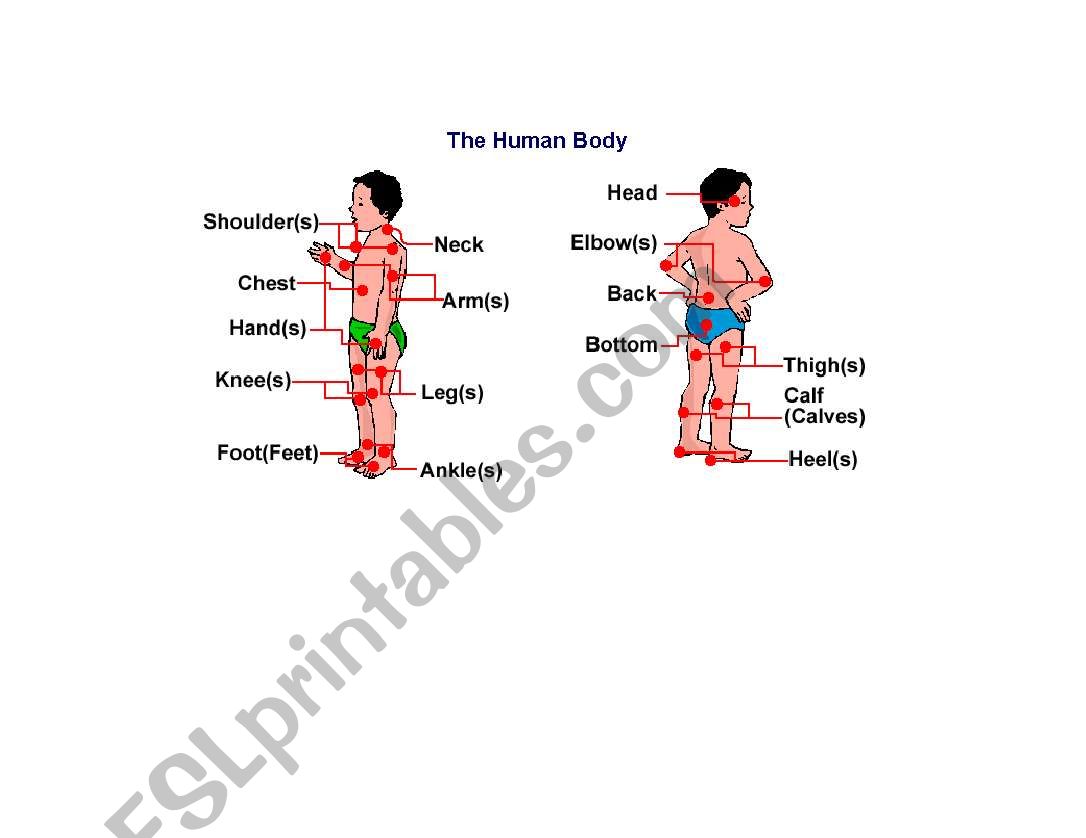 Body parts worksheet