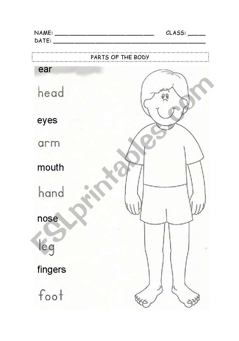 parts of the body worksheet