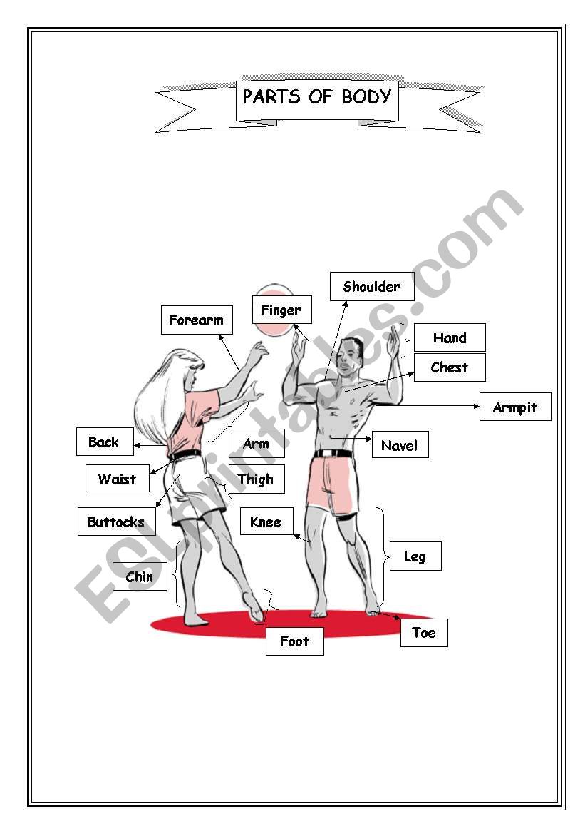 Parts of body worksheet