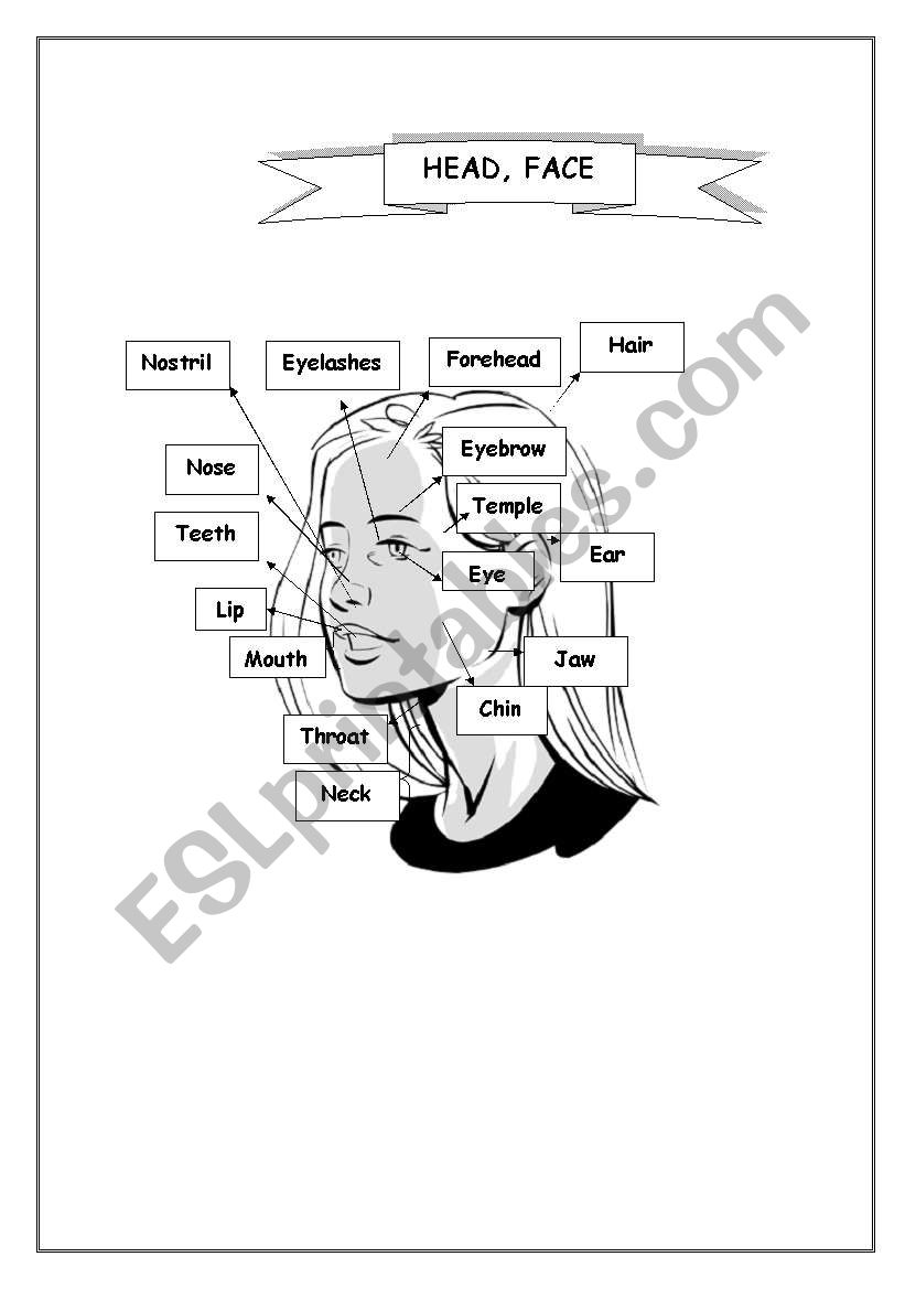 Parts of body 2 worksheet