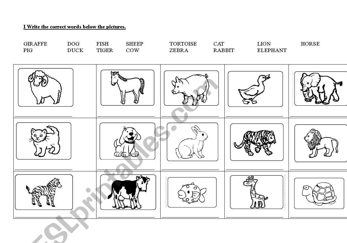 Animals worksheet