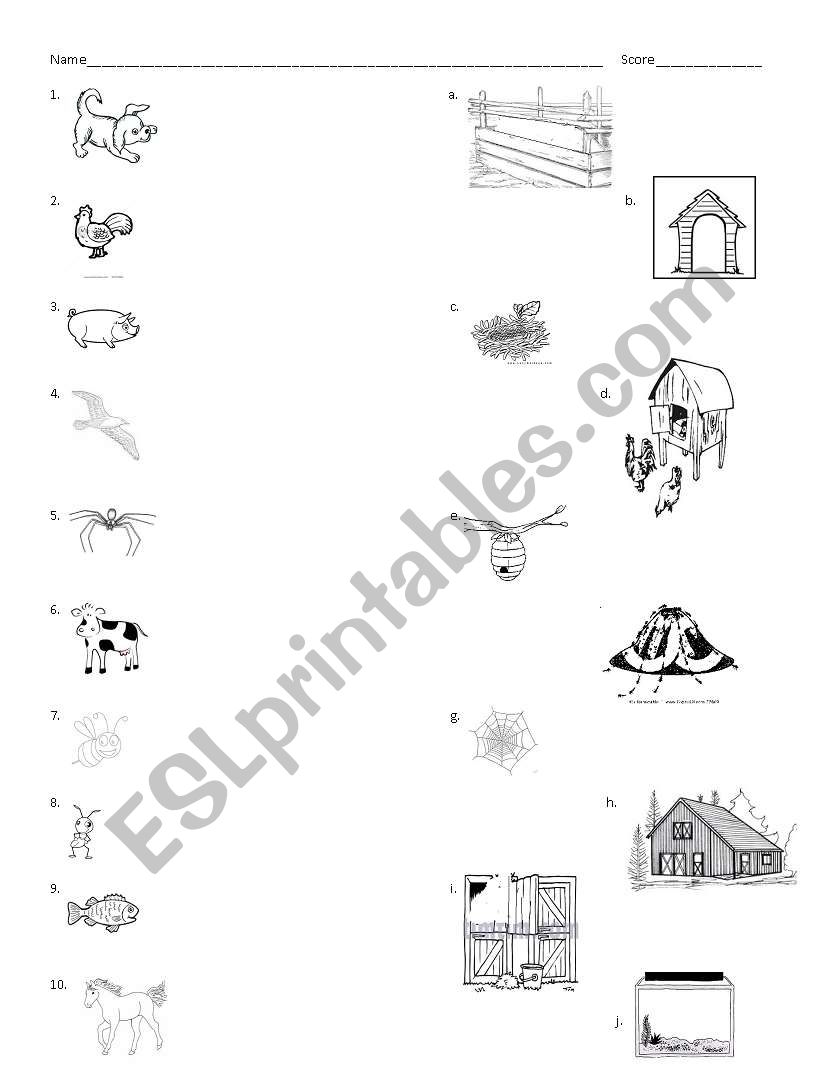 Animal and their Homes worksheet