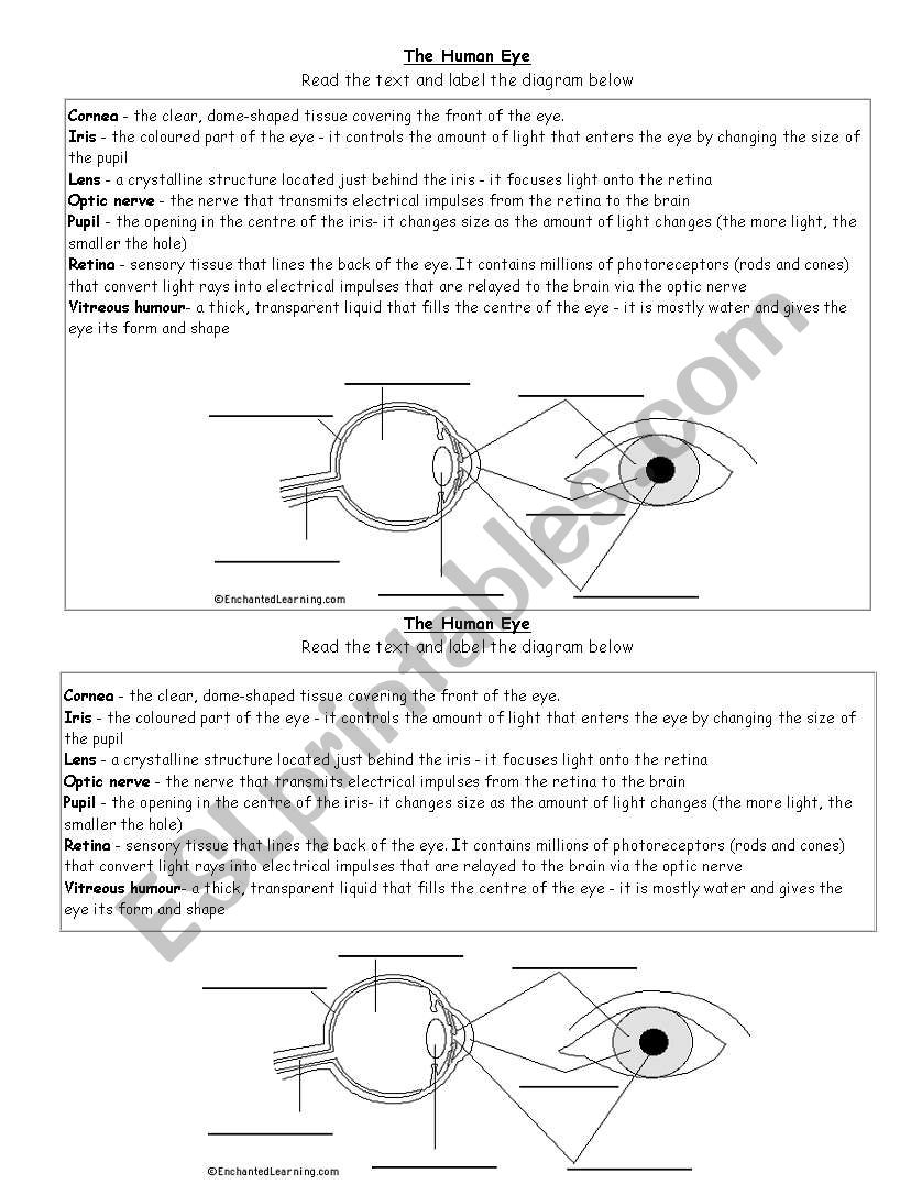 eye worksheet worksheet