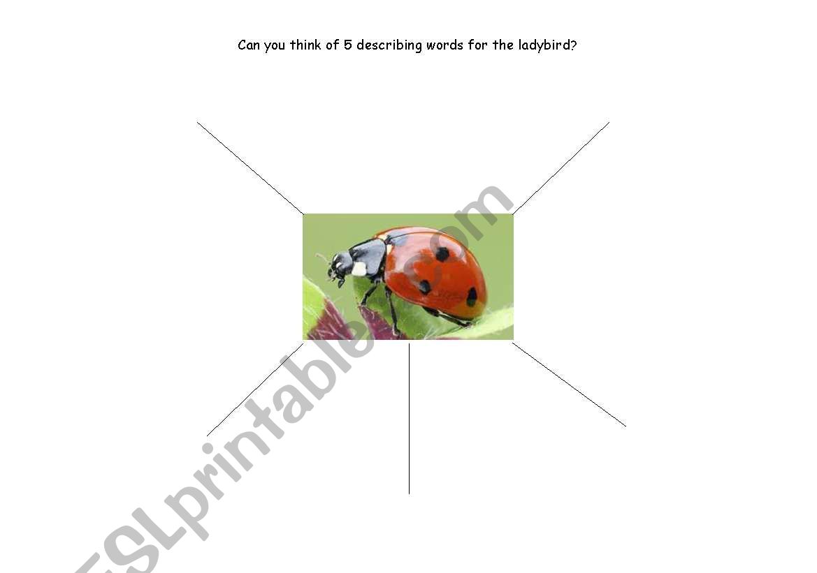 Describe the ladybird worksheet