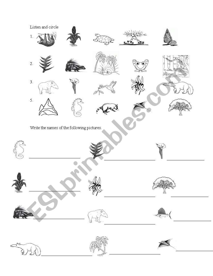 Costa Rican Flora and Fauna worksheet