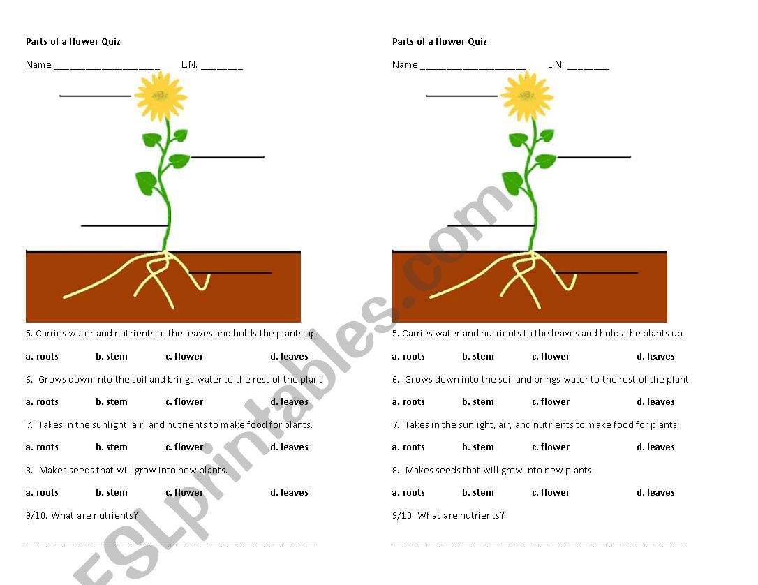 Parts of the flower Quiz worksheet