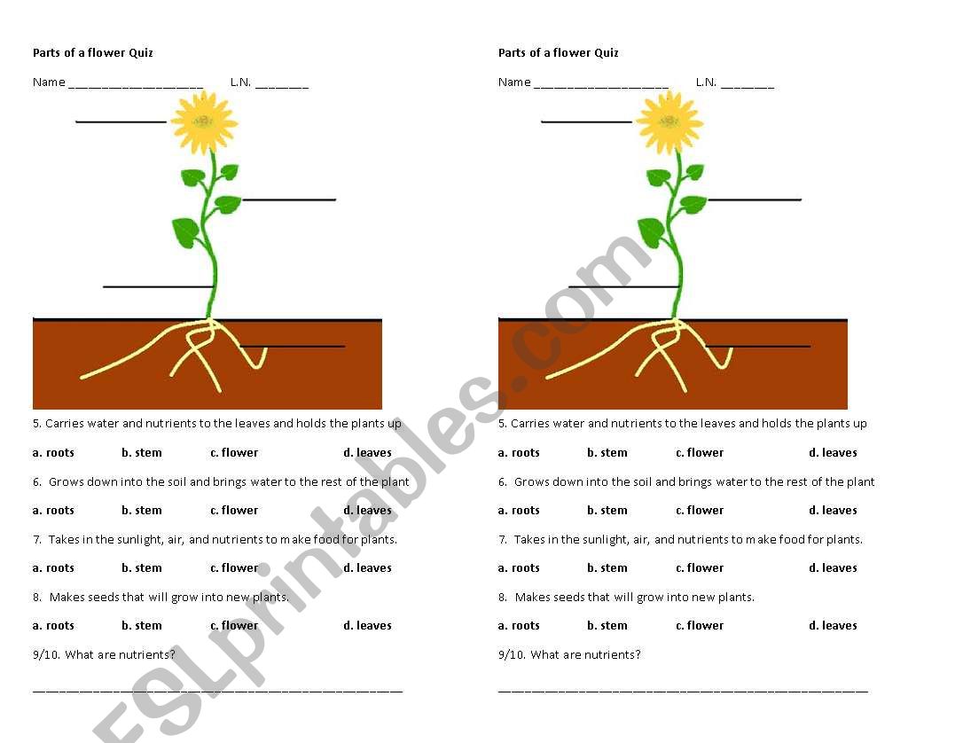 Parts Of A Flower And Their Functions Worksheet