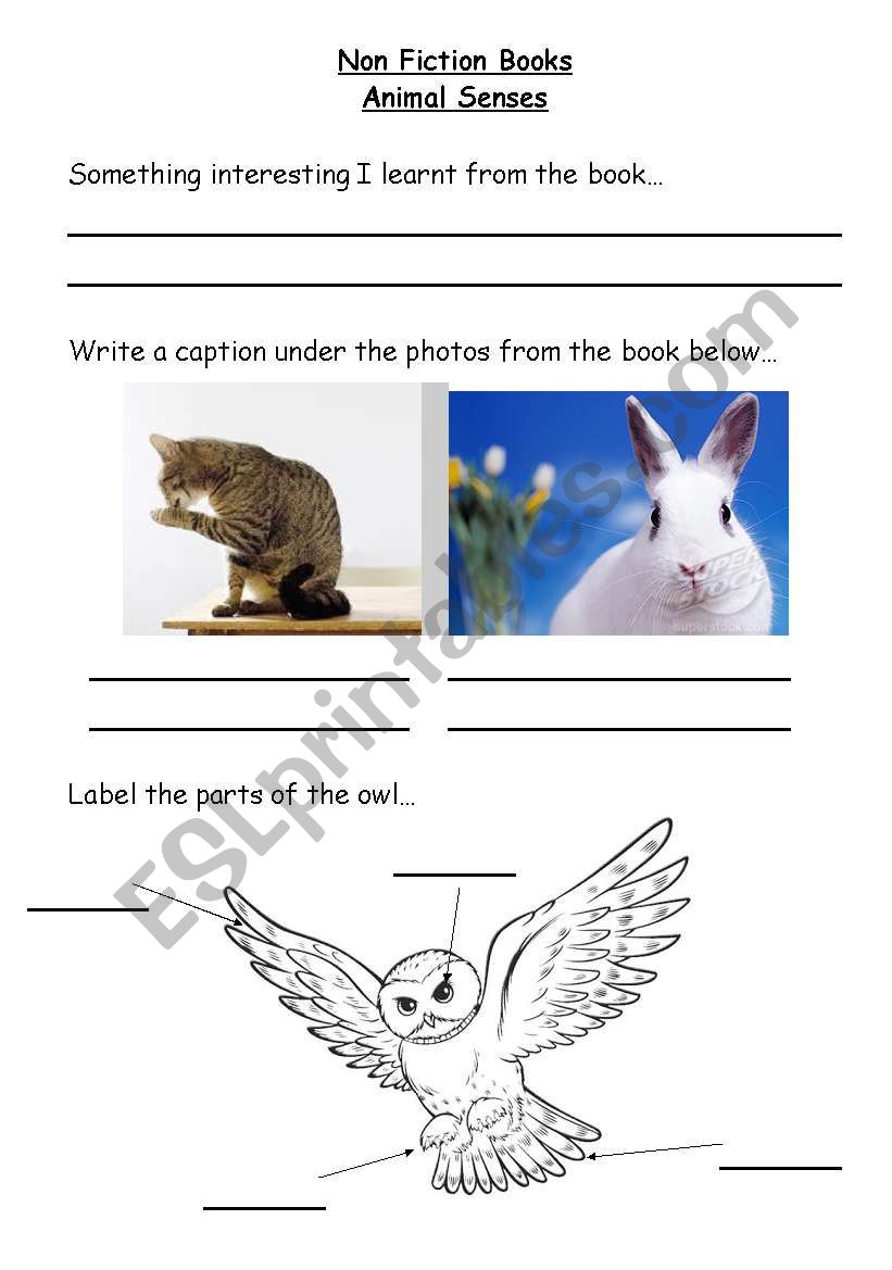 Non Fiction Books worksheet