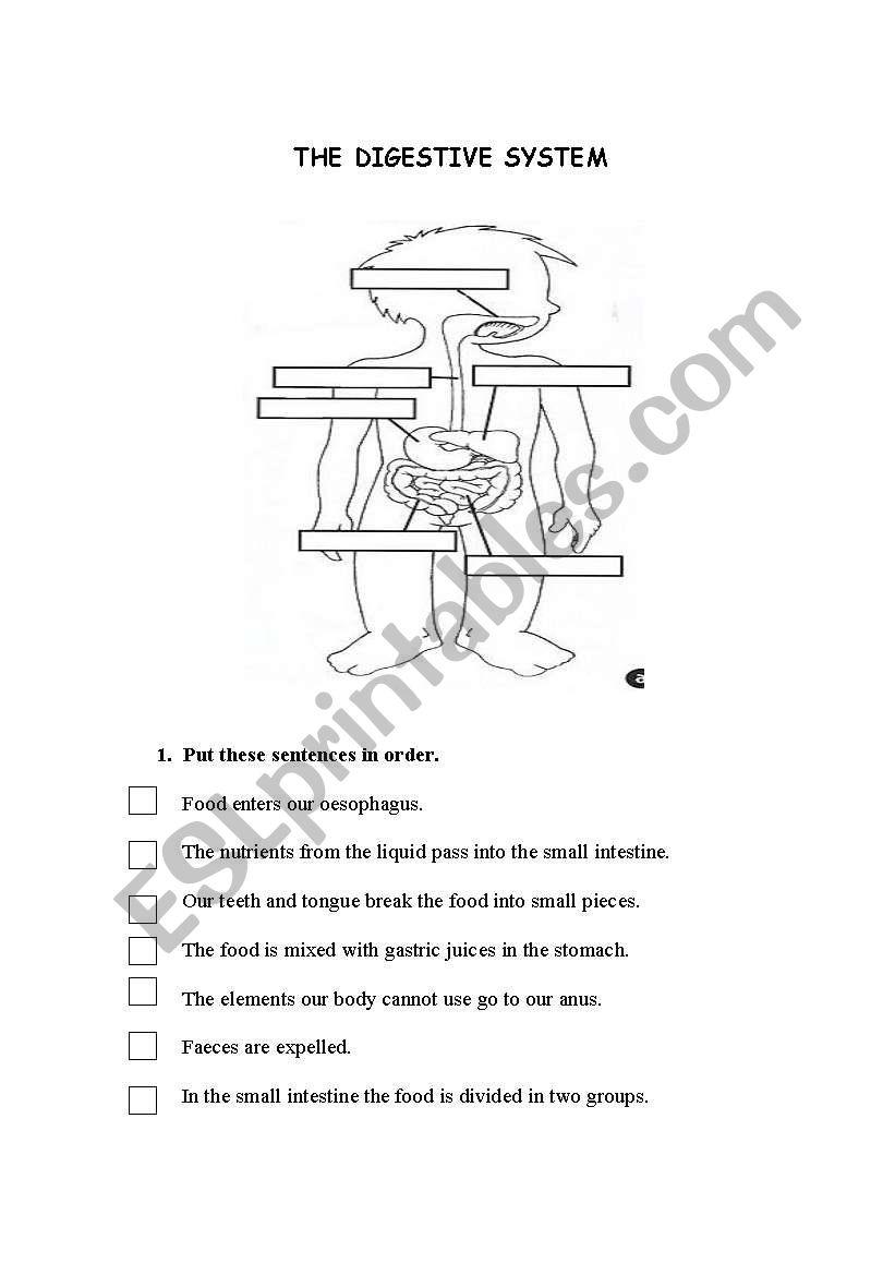 Digestive system worksheet