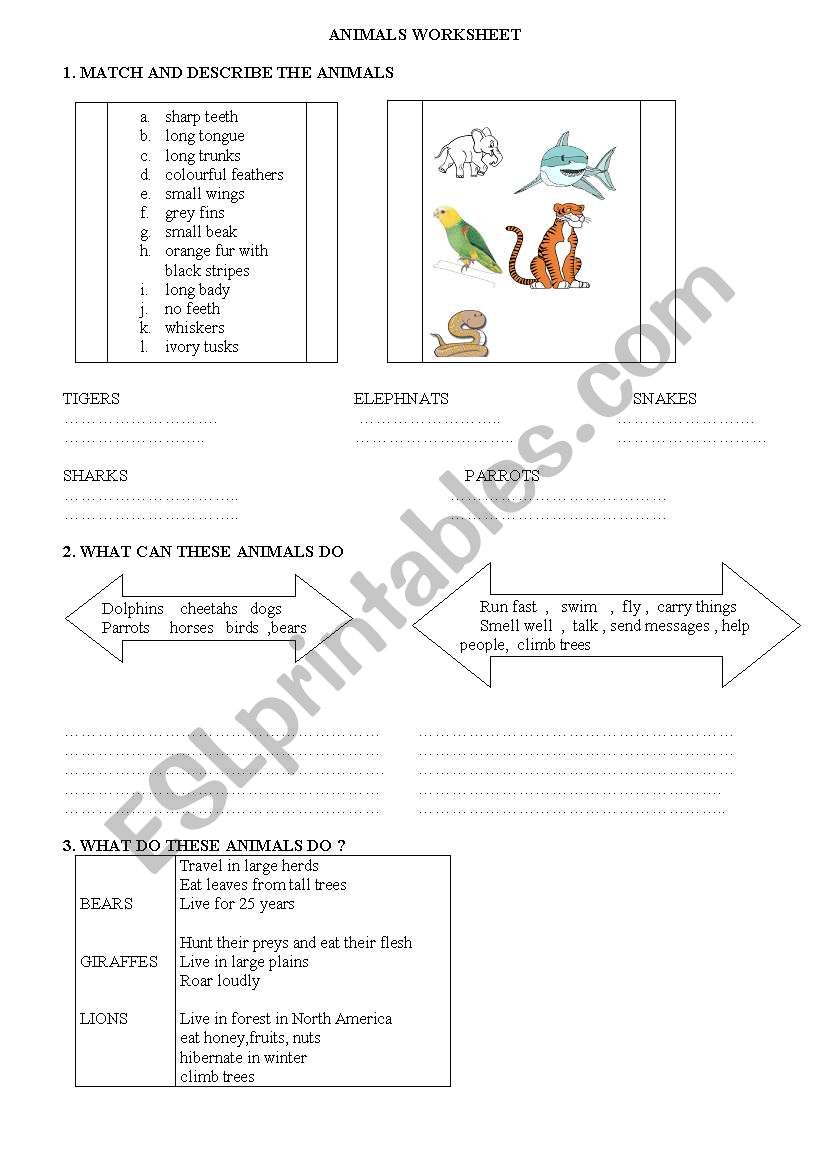 animals worksheet