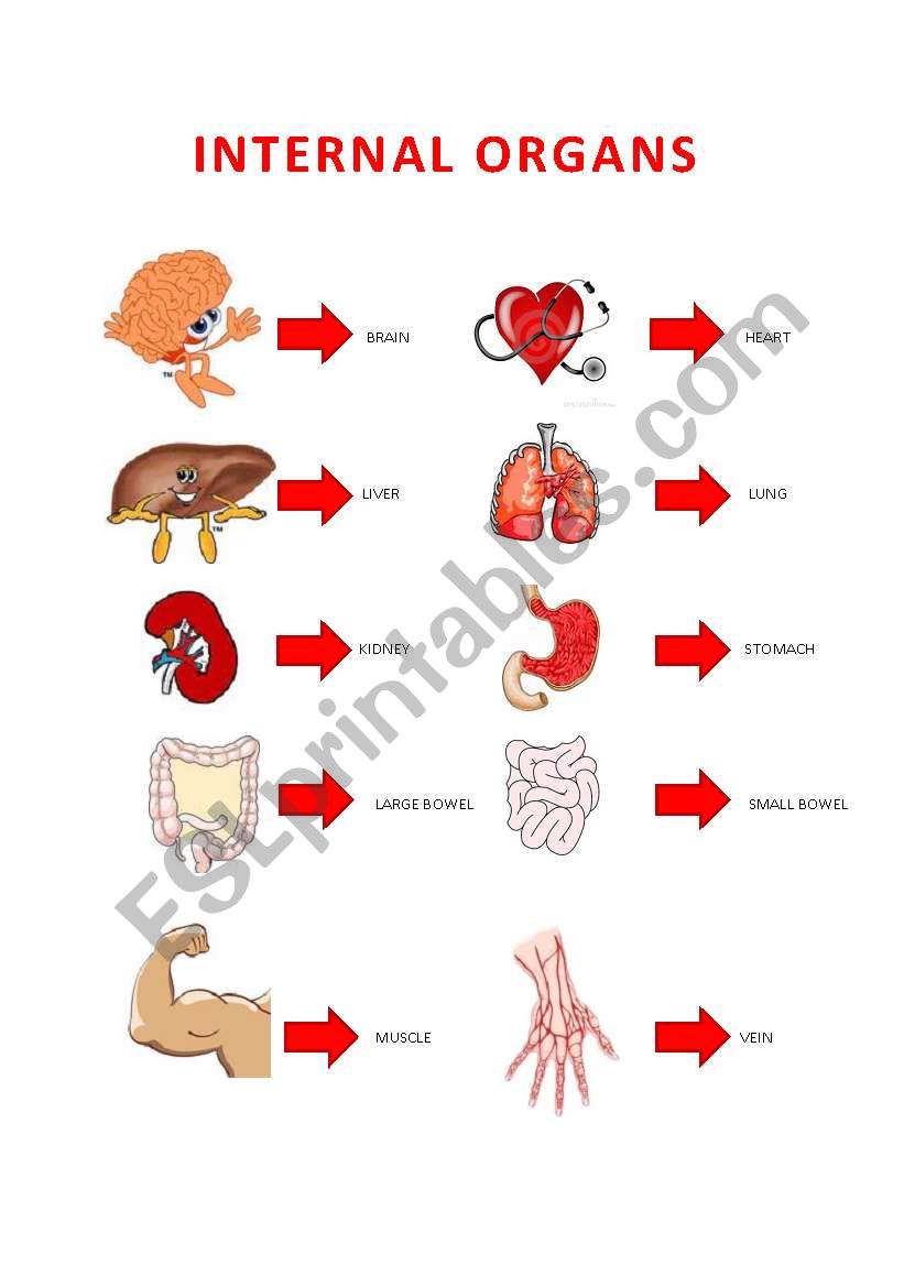 INTERNAL ORGANS worksheet