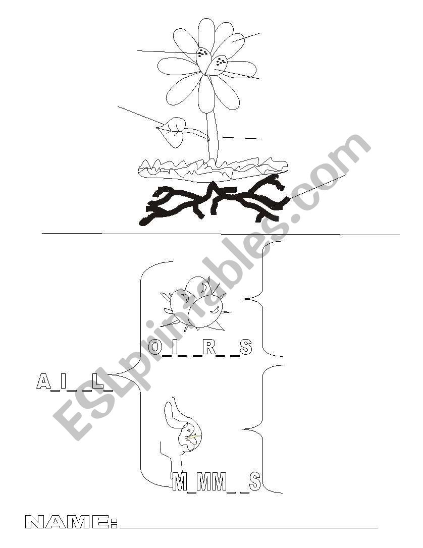 plants and mammals worksheet