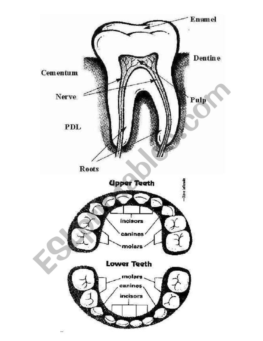 parts of teeth worksheet