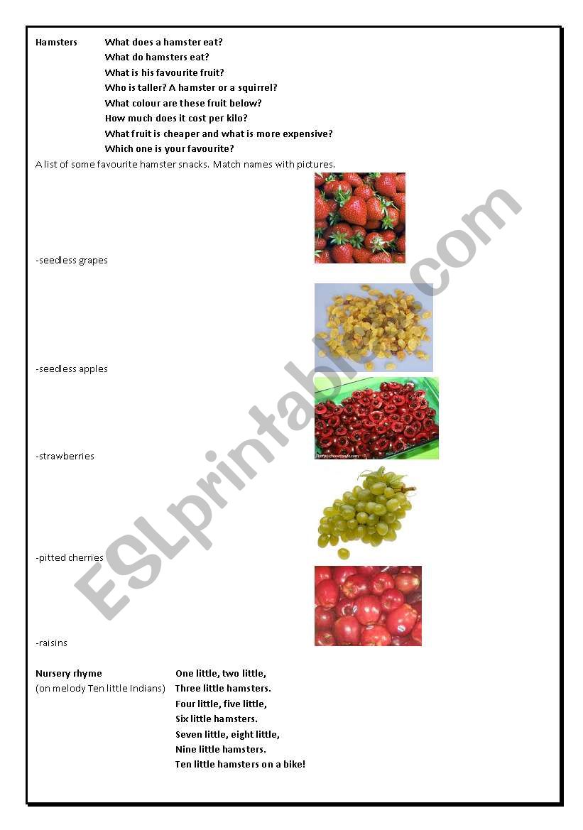 Hamster quiz worksheet