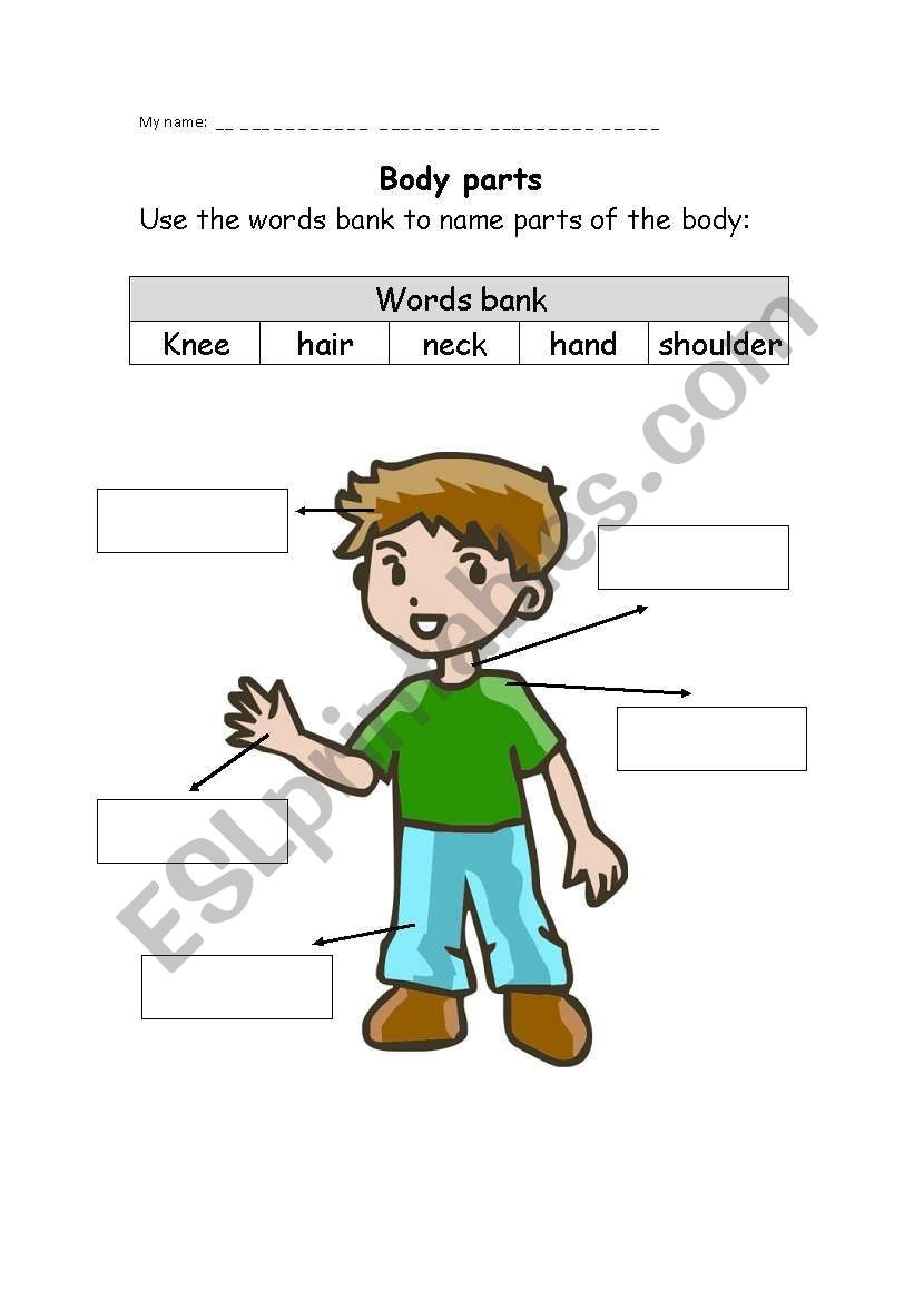 body parts worksheet