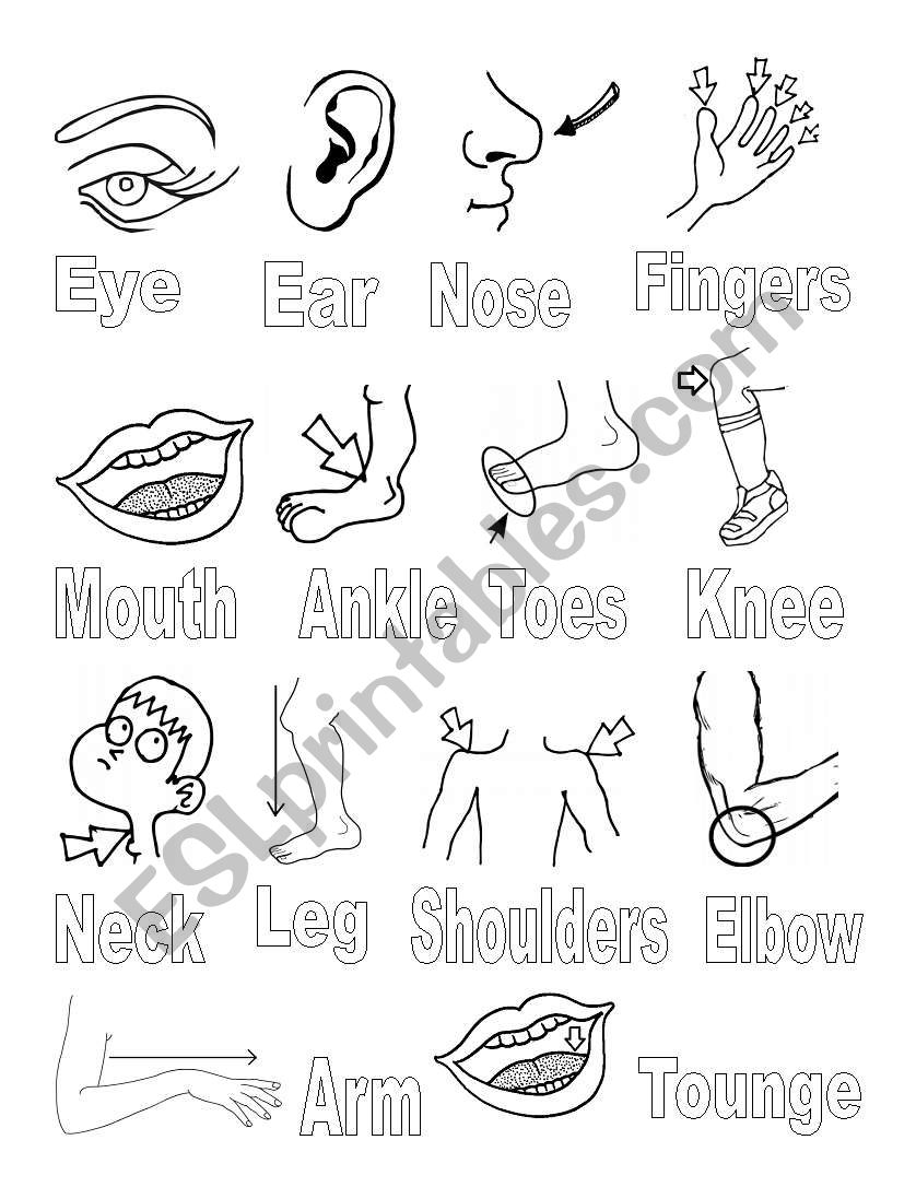 Body Parts worksheet