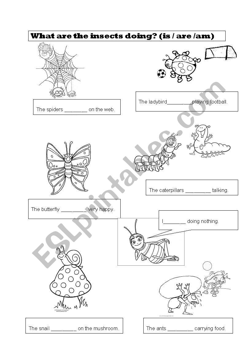 Insects  worksheet