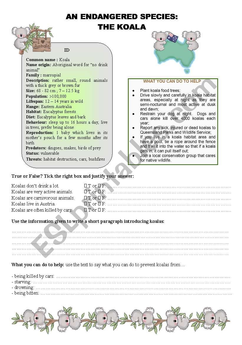 The Koala worksheet