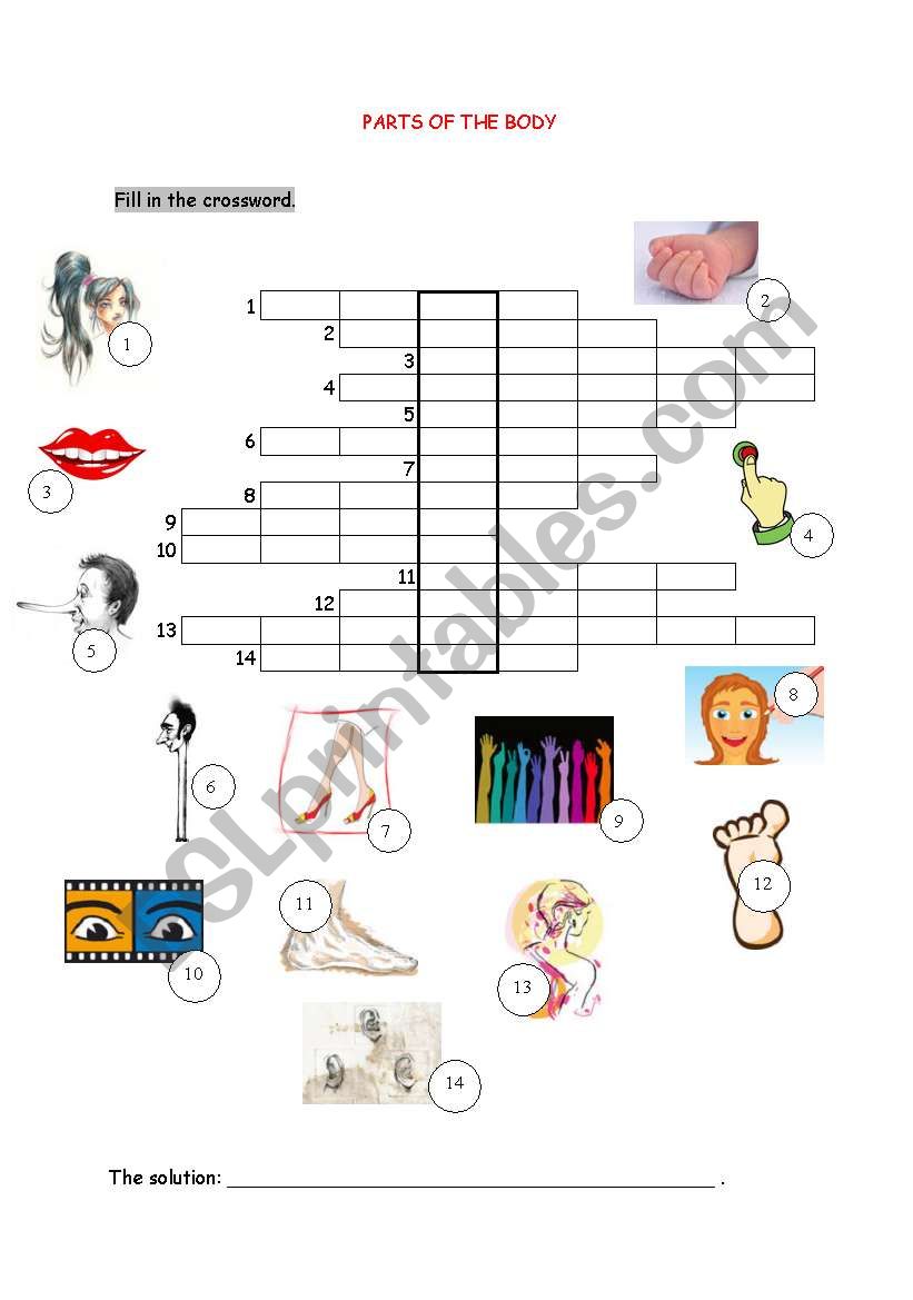 body parts crossword worksheet