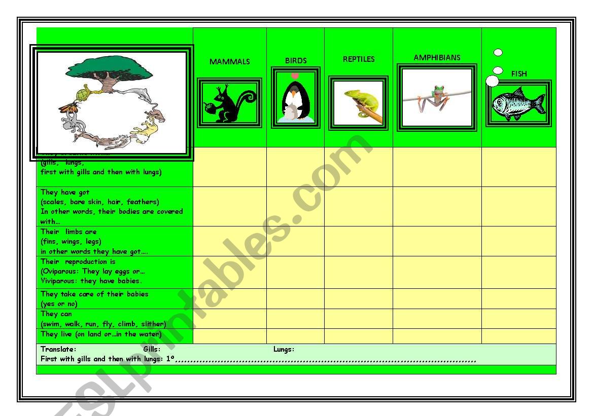 Vertebrates worksheet