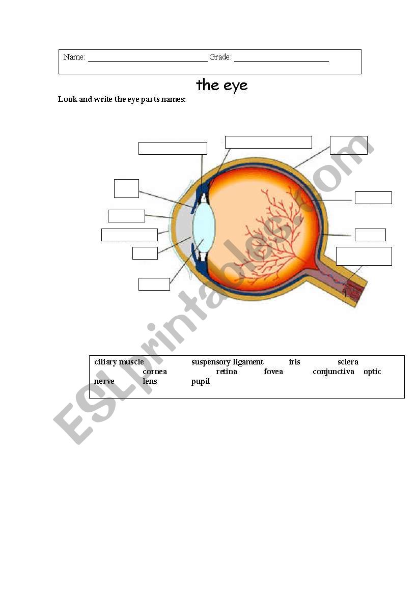 the eye worksheet