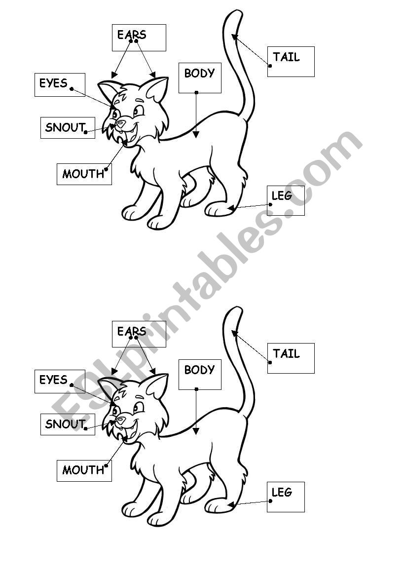 ANIMAL BODY PARTS worksheet