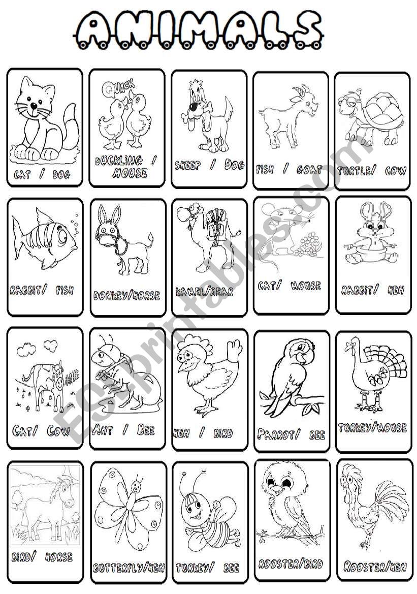 animals worksheet