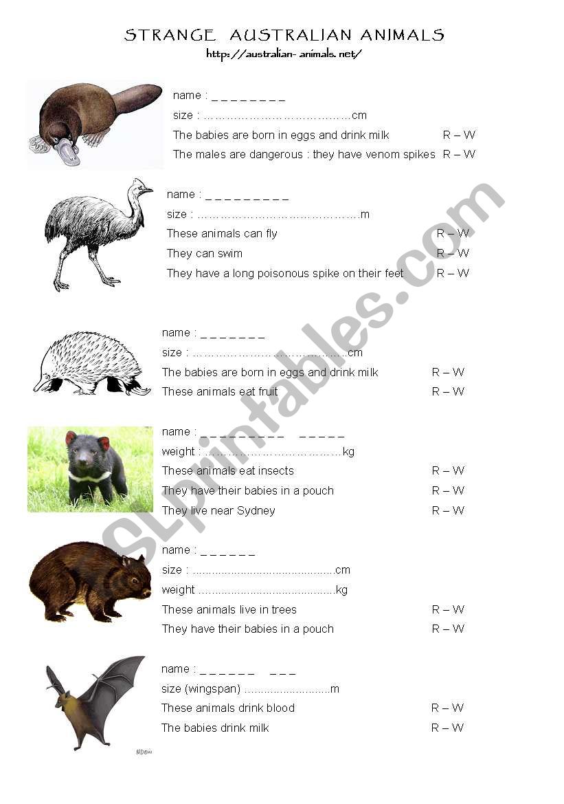 Strange Australian animals worksheet