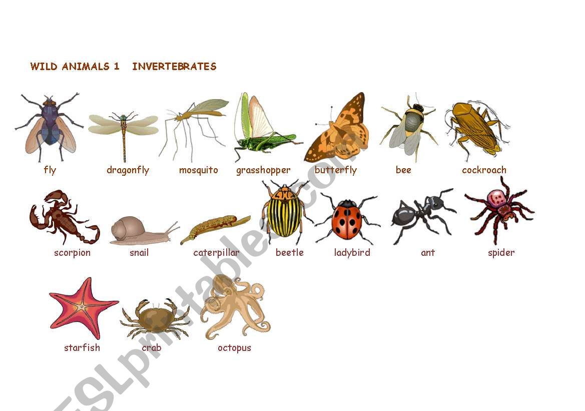 Wild animals:Invertebrates worksheet