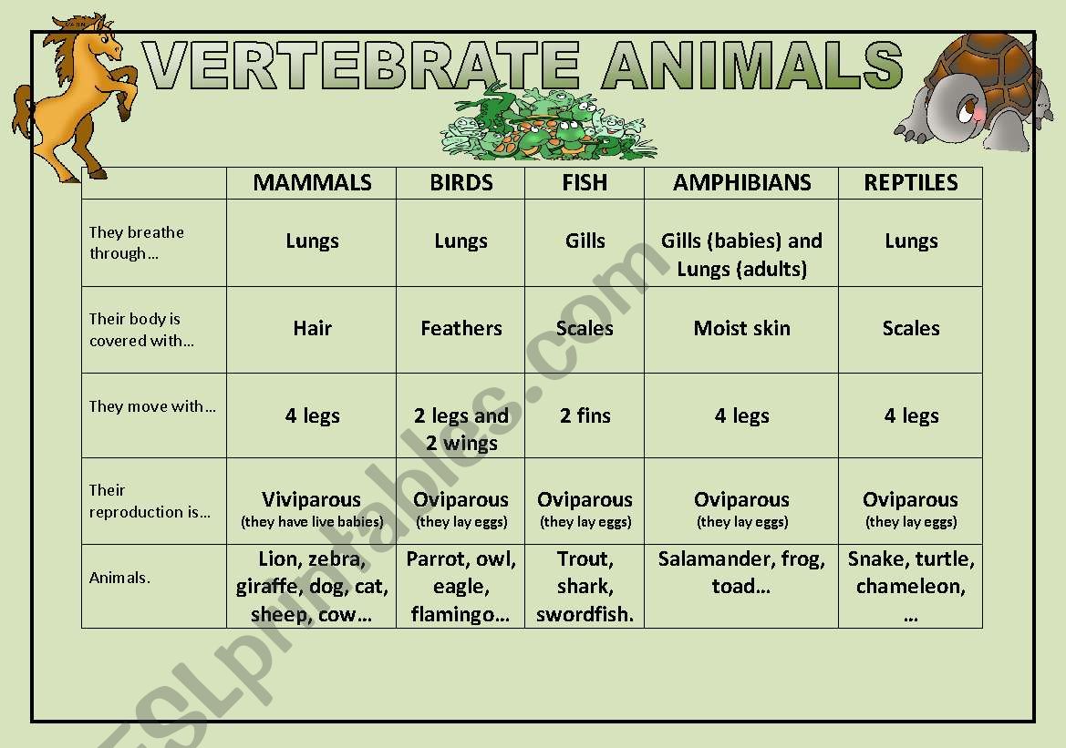 Vertebrate Animals worksheet