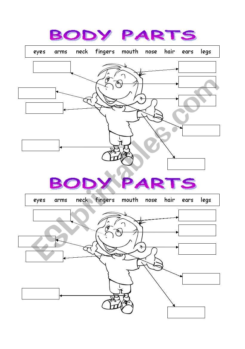 Body parts worksheet