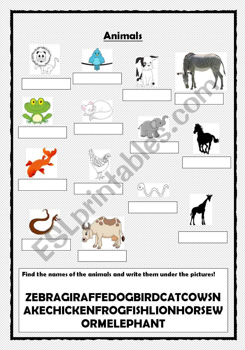 Animals worksheet