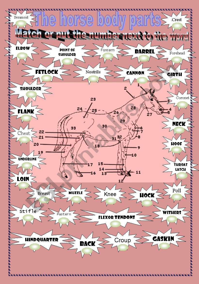 The horse body parts  worksheet