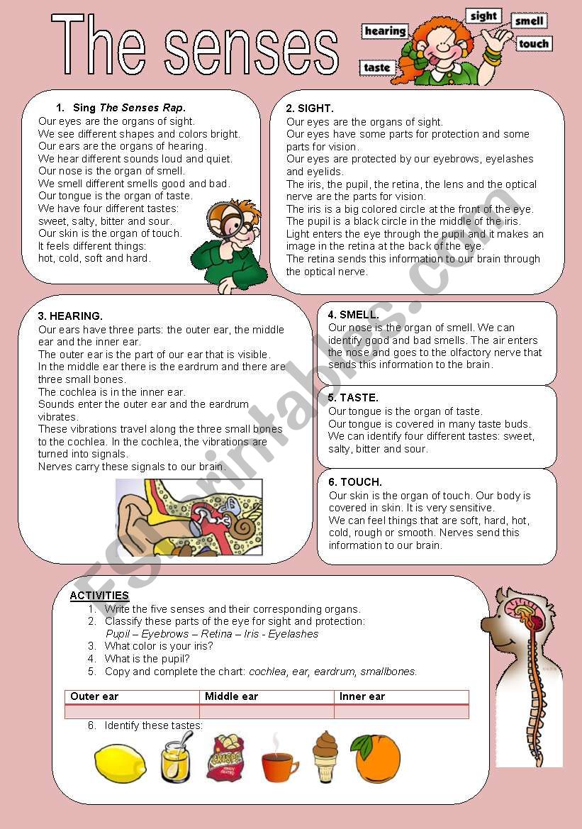 The Senses worksheet