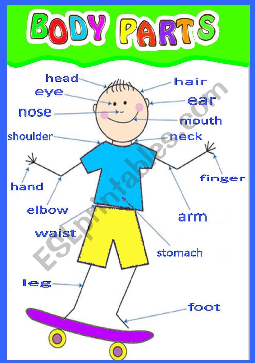 BODY PARTS worksheet