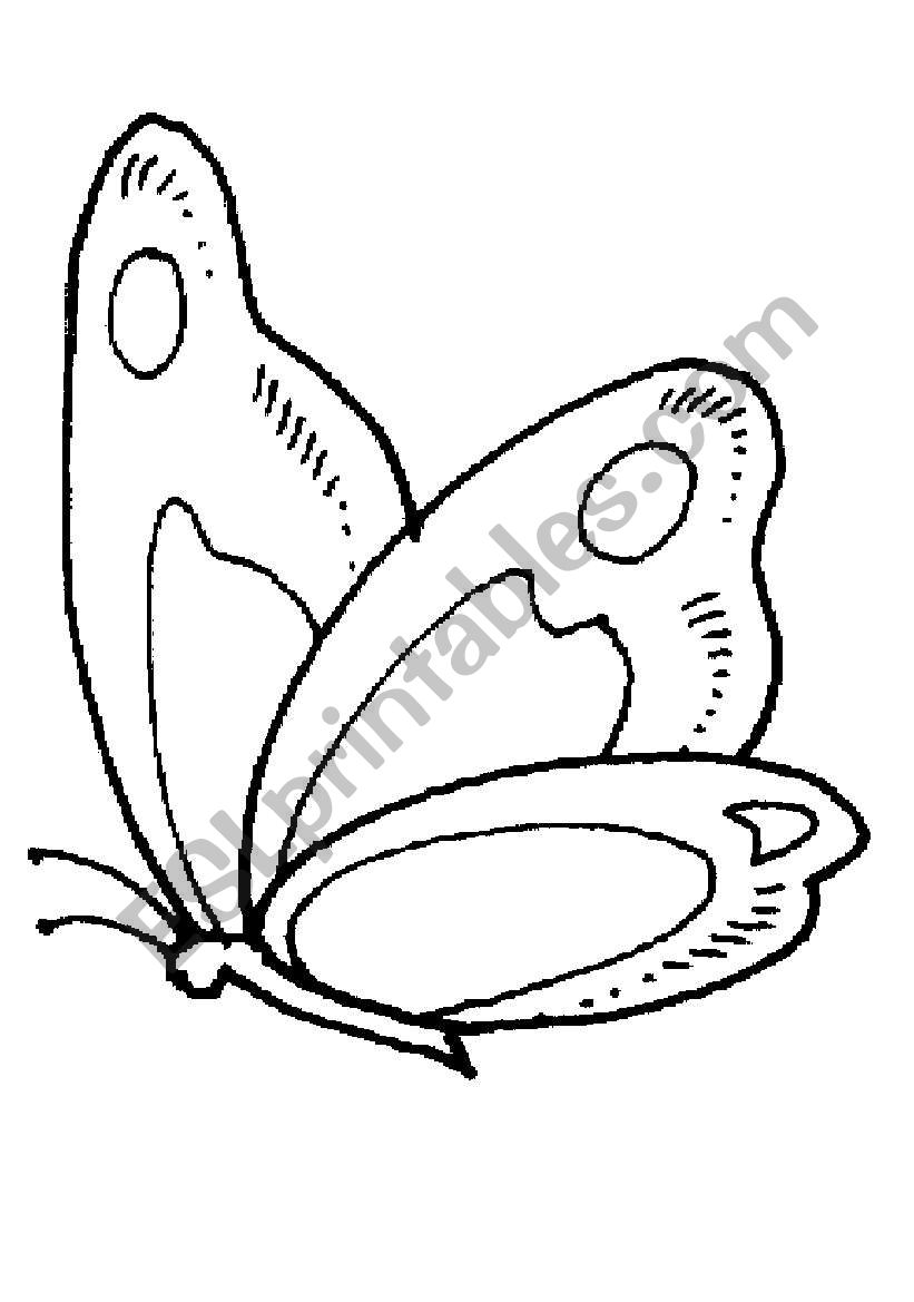 butterfly worksheet