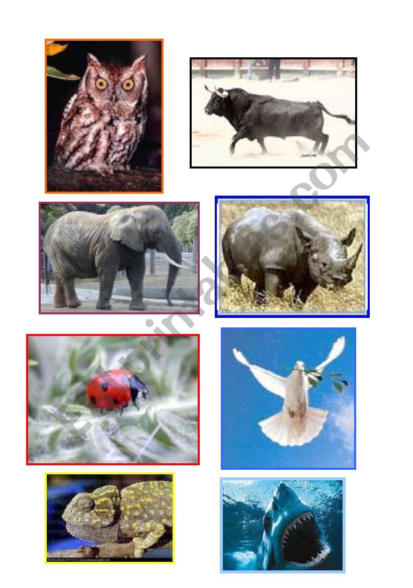 ANIMAL FLASHCARDS worksheet