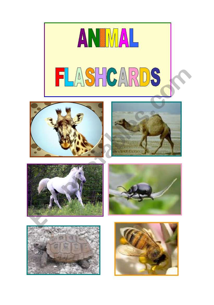 ANIMAL FLASHCARDS worksheet