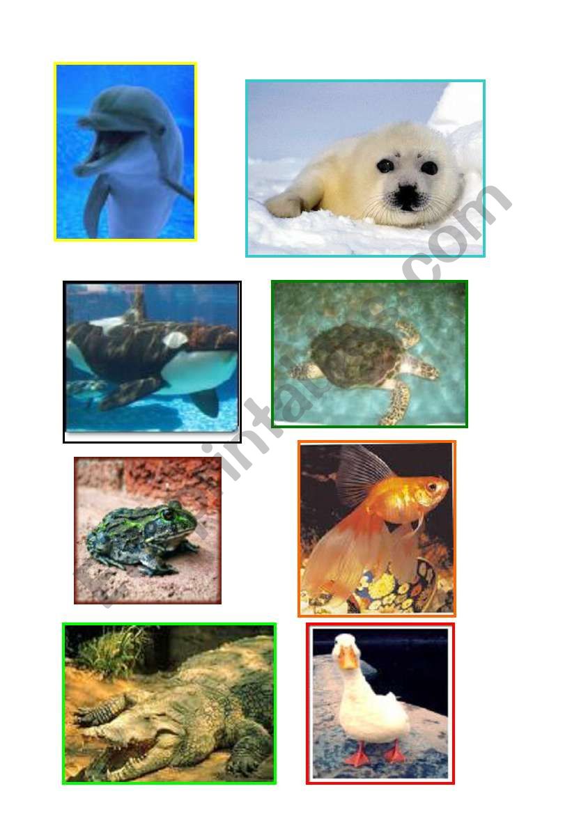 ANIMAL FLASH - CARDS worksheet