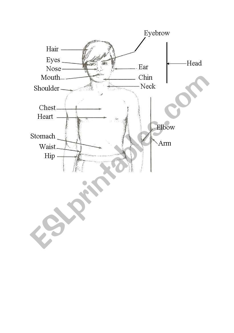 body parts worksheet