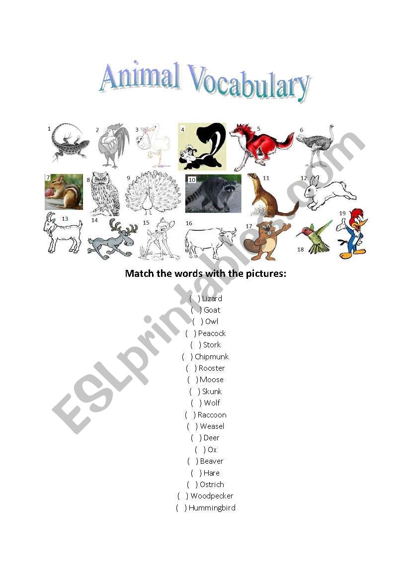 Animal Vocabulary worksheet