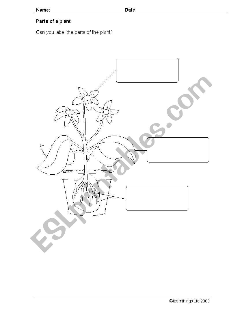 Parts of a plant worksheet