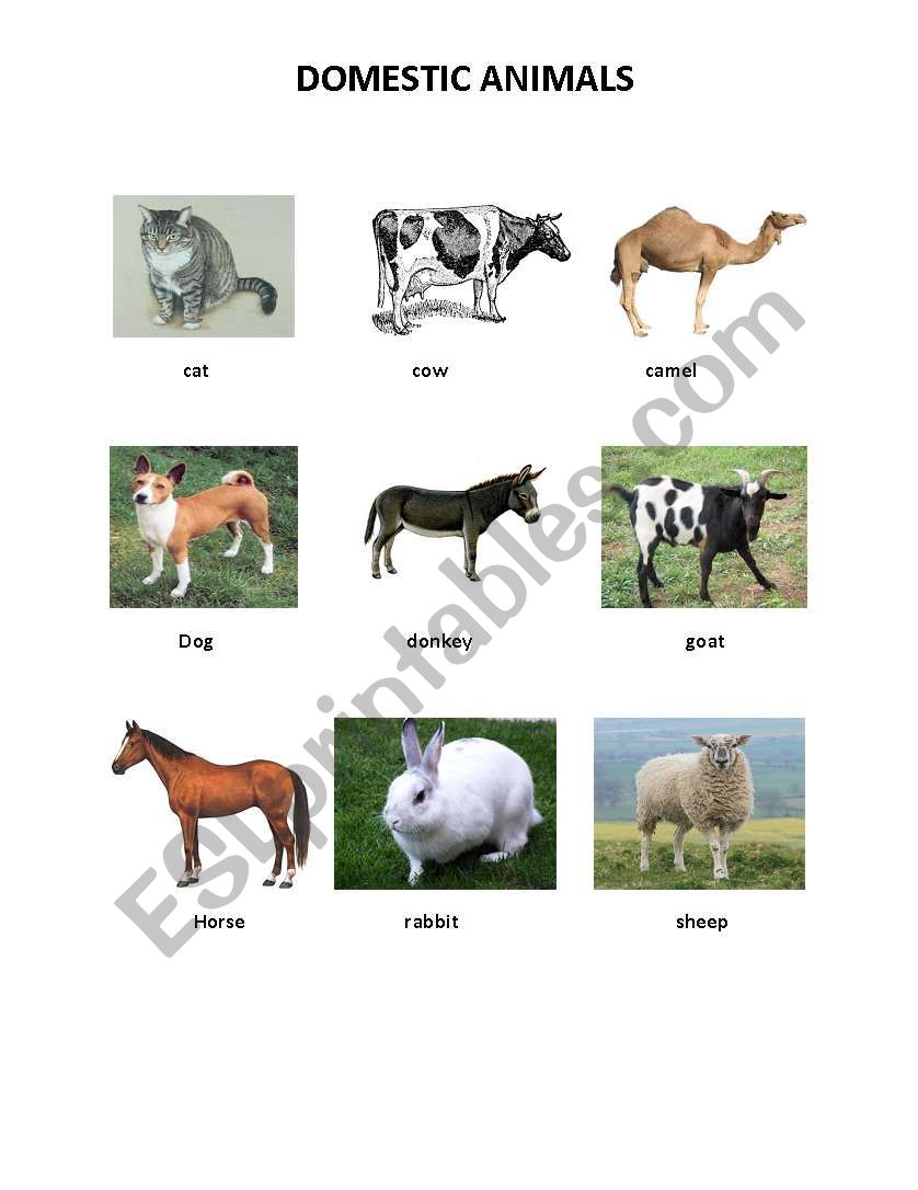 domestic animals worksheet