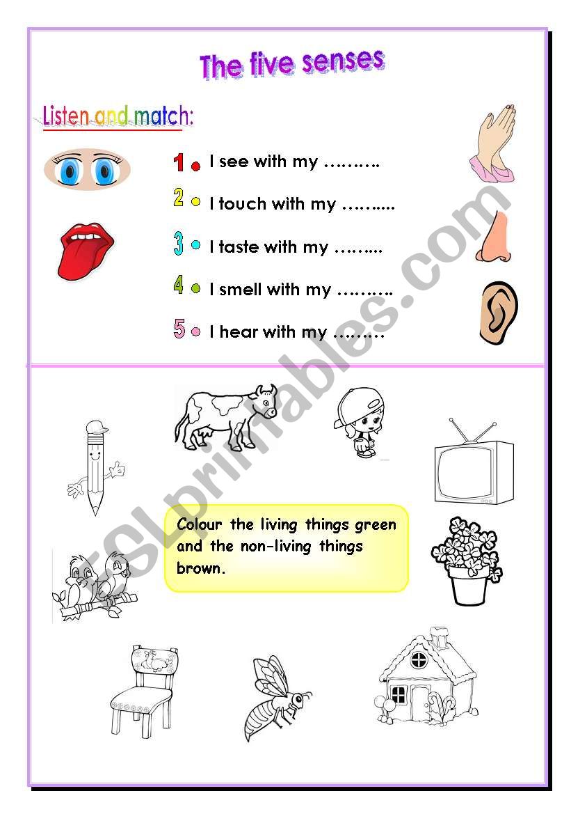 five senses  worksheet
