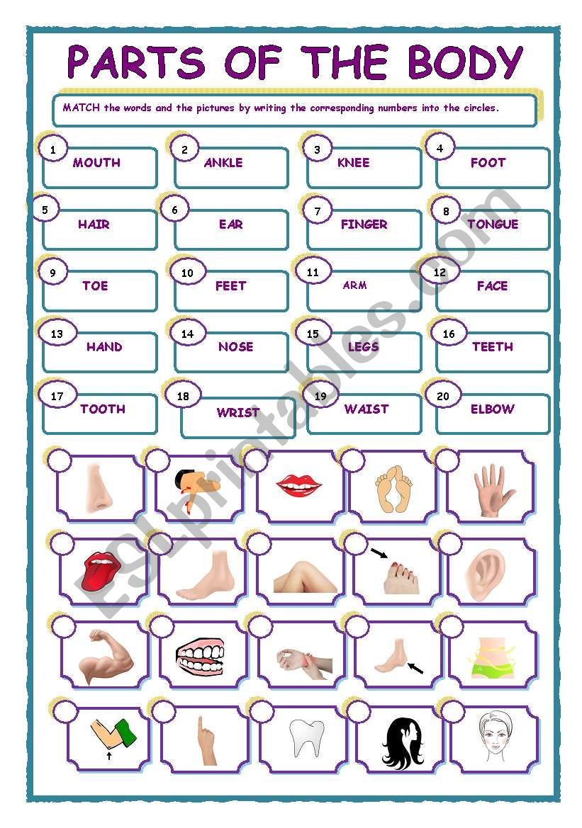 PARTS OF THE BODY worksheet