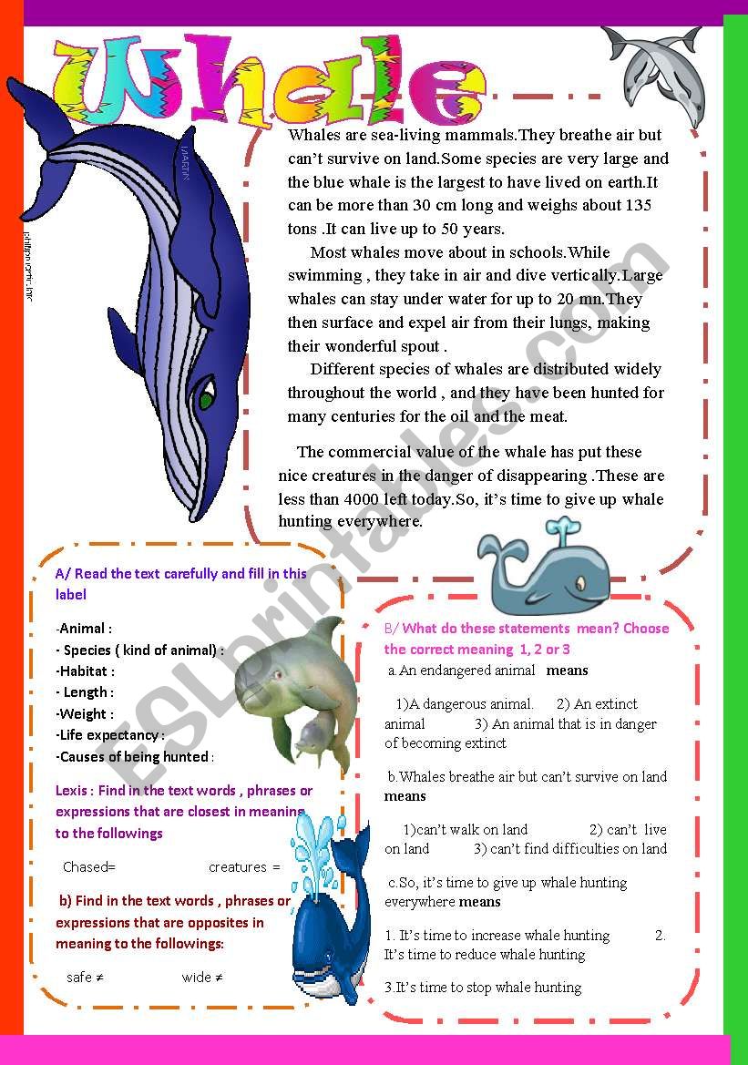 Whale worksheet